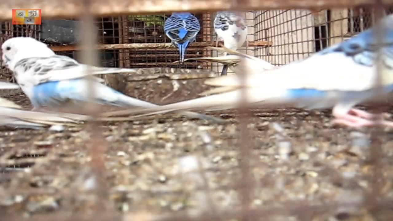 Love birds at a pet shop in Vasai YouTube