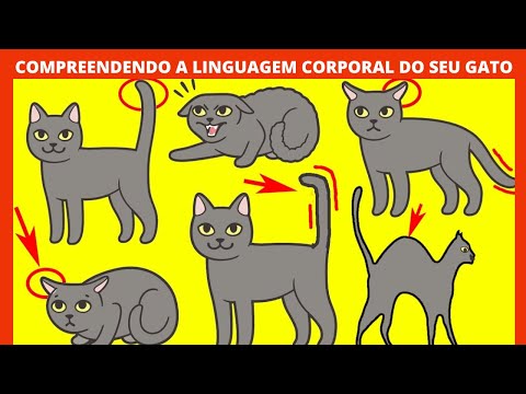 Vídeo: A linguagem corporal do seu gatinho decodificada