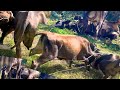 Real Village Cow Fight | Power of Nature in Action 🐄💥#cow #cowfighting #bull #viral #village life