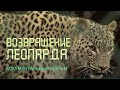 Кавказ. Леопарды. Сочинский нацпарк. Кавказский заповедник.