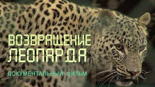 Nature of Russia. Caucasus. Anterior Asian leopard. Leopard breeding center.