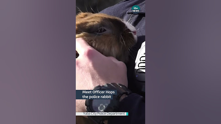 This #rabbit hopped into a new role as wellness officer at a #police department in the US #itvnews