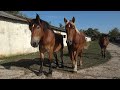 Caii lui Mihali de la Boghis, Salaj - 2023 Nou!!!