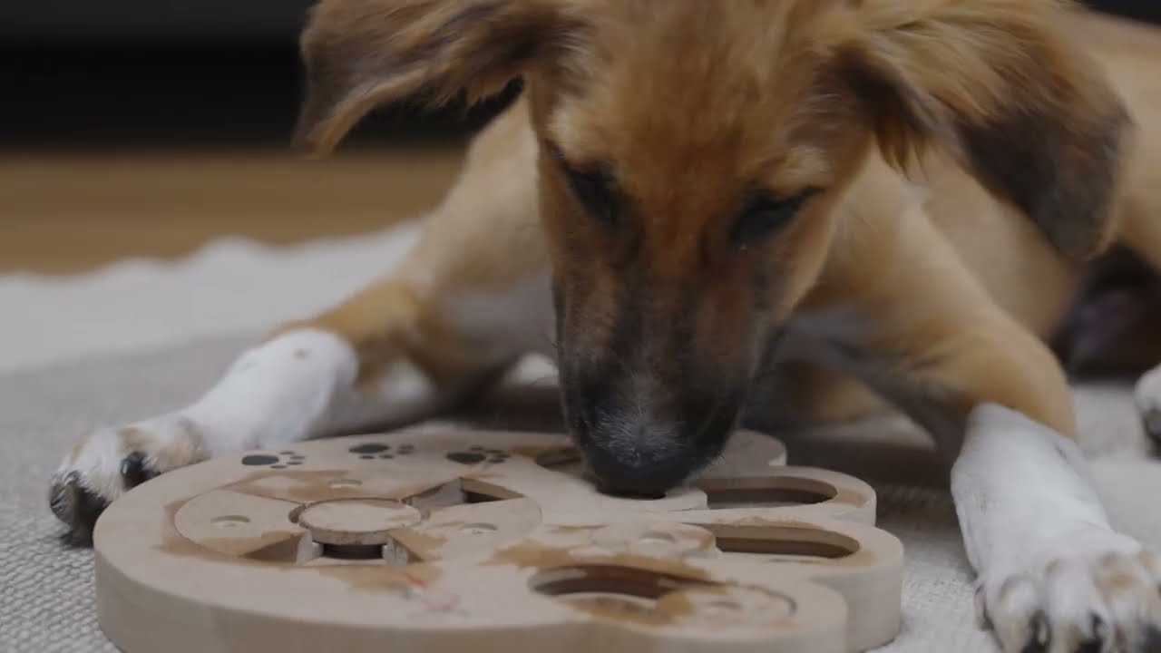 TrendPet - Intelli Aktivspielzeug für deinen Hund