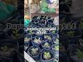Belajar tanam cabe #garden #gardening #samarinda #berkebun #cabai #pupukvegetatif