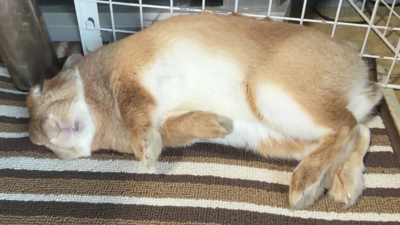 野生界最弱のポーズで家族を圧倒し、謎のドヤ顔きめるウサギ・・・　(No.2118)