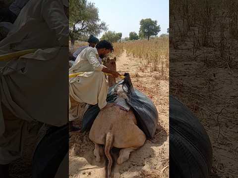 يقوم الناس على الجمال بملء المياه في أباريق مغطاة بملابس الفتيات السوداء