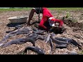 Underground Gold: Master Fisherman Uses Hand Fishing Technique to Get Massive Underground Catches!