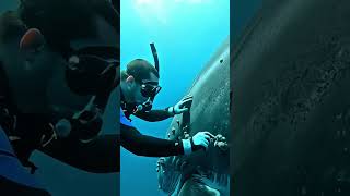 Asmr Rescuing Whales From Deadly Barnacle Attacks