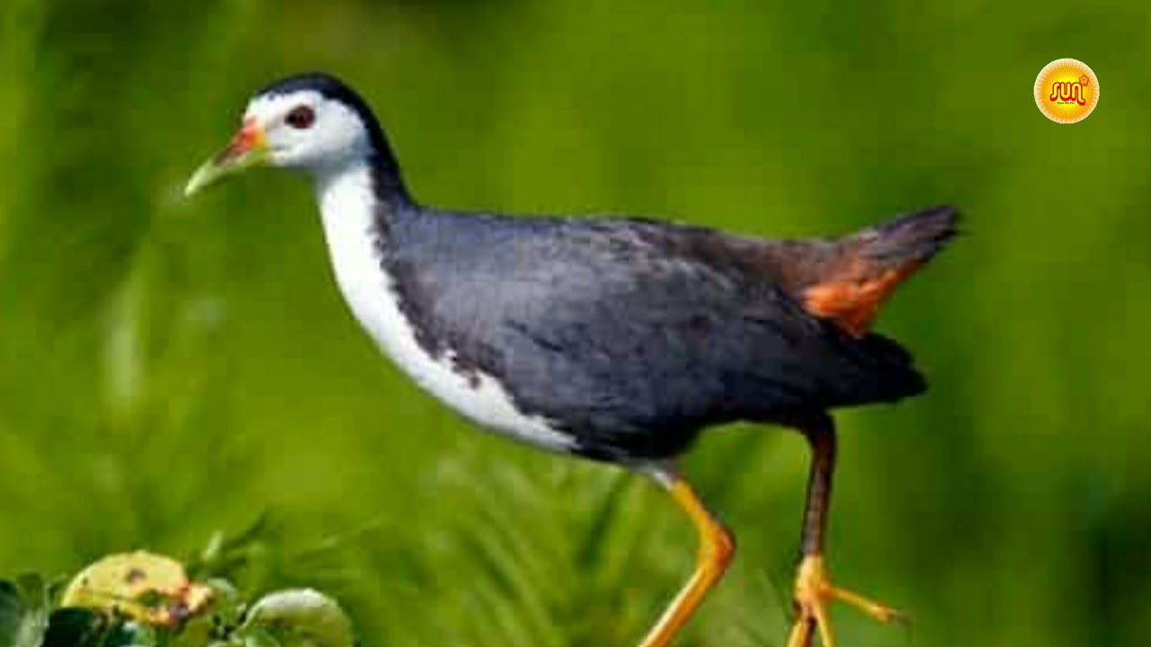 Quốc Mồi - Tiếng Quốc Kêu Bẫy Quốc