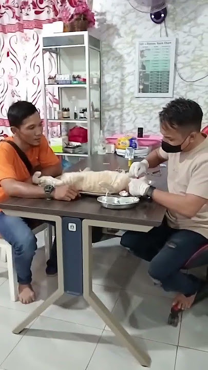 Penanganan kucing yang rahangnya patah #Part 2 ( Penyelamatan)