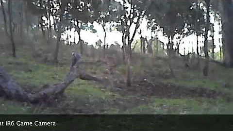 Spypoint IR-6, Eagle Attacks Kangaroo