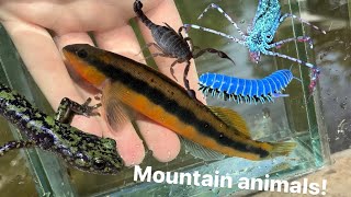 Exploring Appalachia Fish Arachnids Salamanders