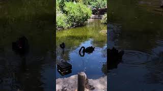 Two Black Swans in Gan Garoo, Israel | Peaceful Pond Moment #shorts