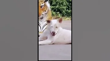 مقاطع ضحك مقلب كلب 