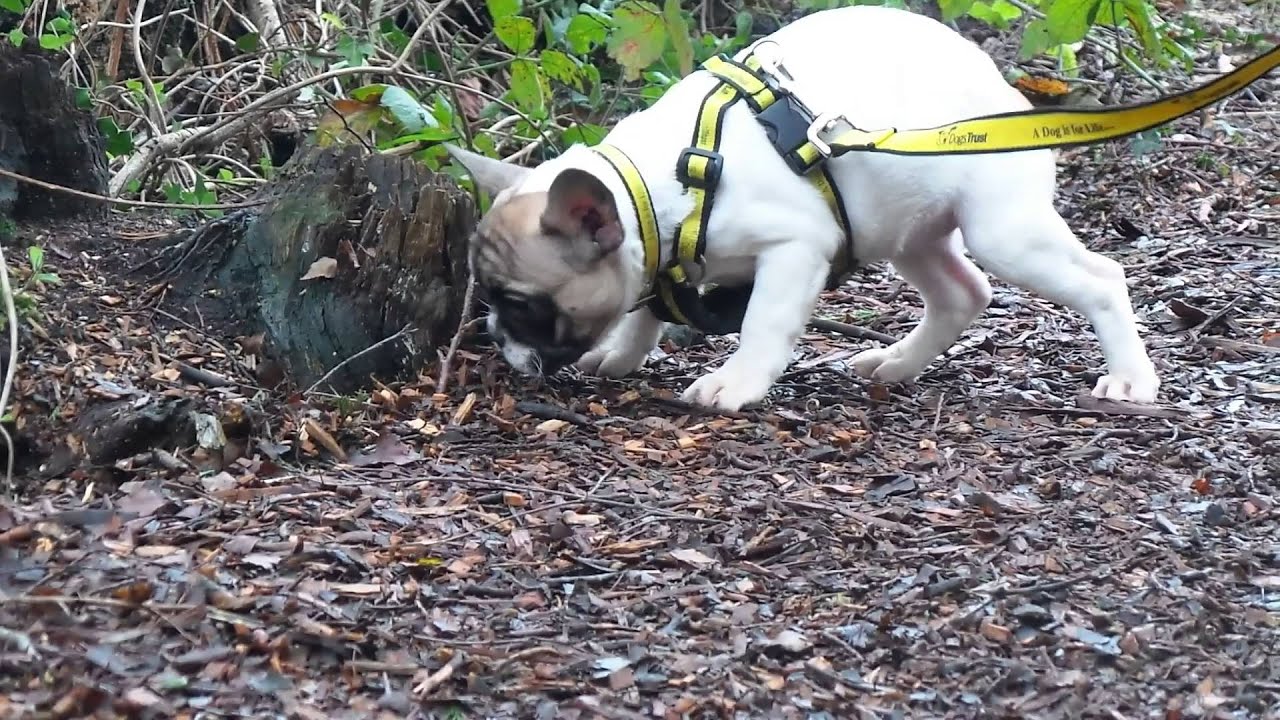 Smuggled puppies' experience freedom for the first time - YouTube