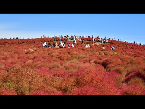 【65歳の年金暮らし爺】嫁はんと茨城ドライブ #道の駅かさま #笠間稲荷神社 #国営ひたち海浜公園