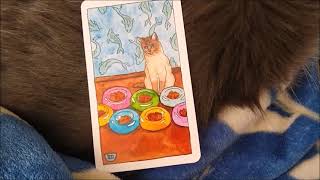 Tarot for Cats: Issie's Daily Draw #5 by Jake Waldweg Whatever 5 views 2 years ago 2 minutes, 30 seconds