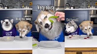 Dogs Try Different Vegetables