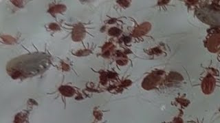 CONTINUE REMOVING TICKS FROM POOR DOG