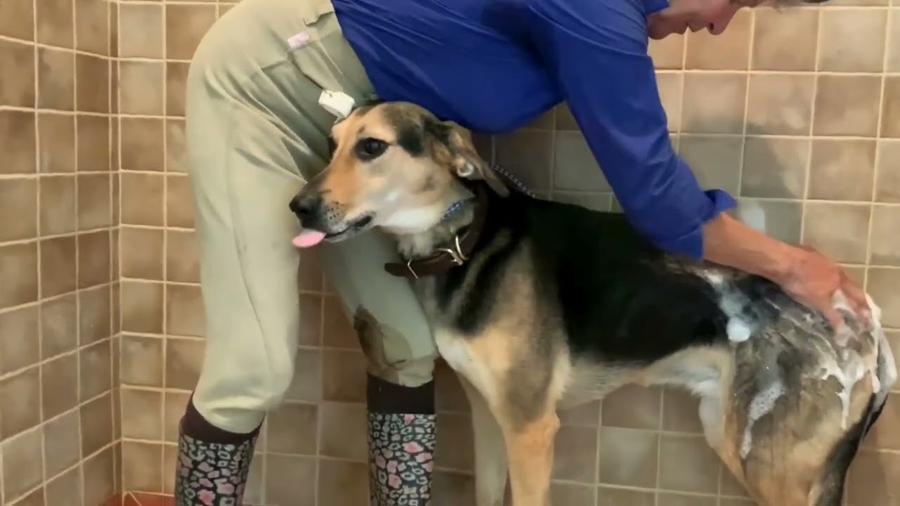 Banixx Medicated Shampoo for Dogs