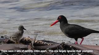 Birding in the Overberg. Danger Point