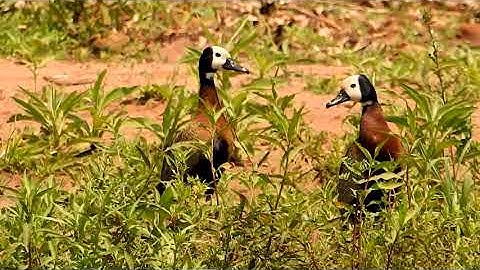 WHITE-FACED WHISTLING-DUCK couple (DENDROCYGNA VIDUATA), Irerê, Birds in the pond.