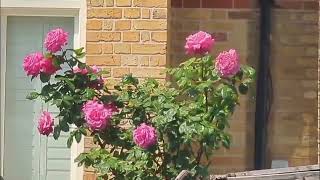 Sleep, Deep Sleep, Inner Peace and Autogenic Training. Relaxing Sounds 