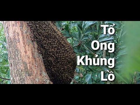 Chinh Phục Tổ