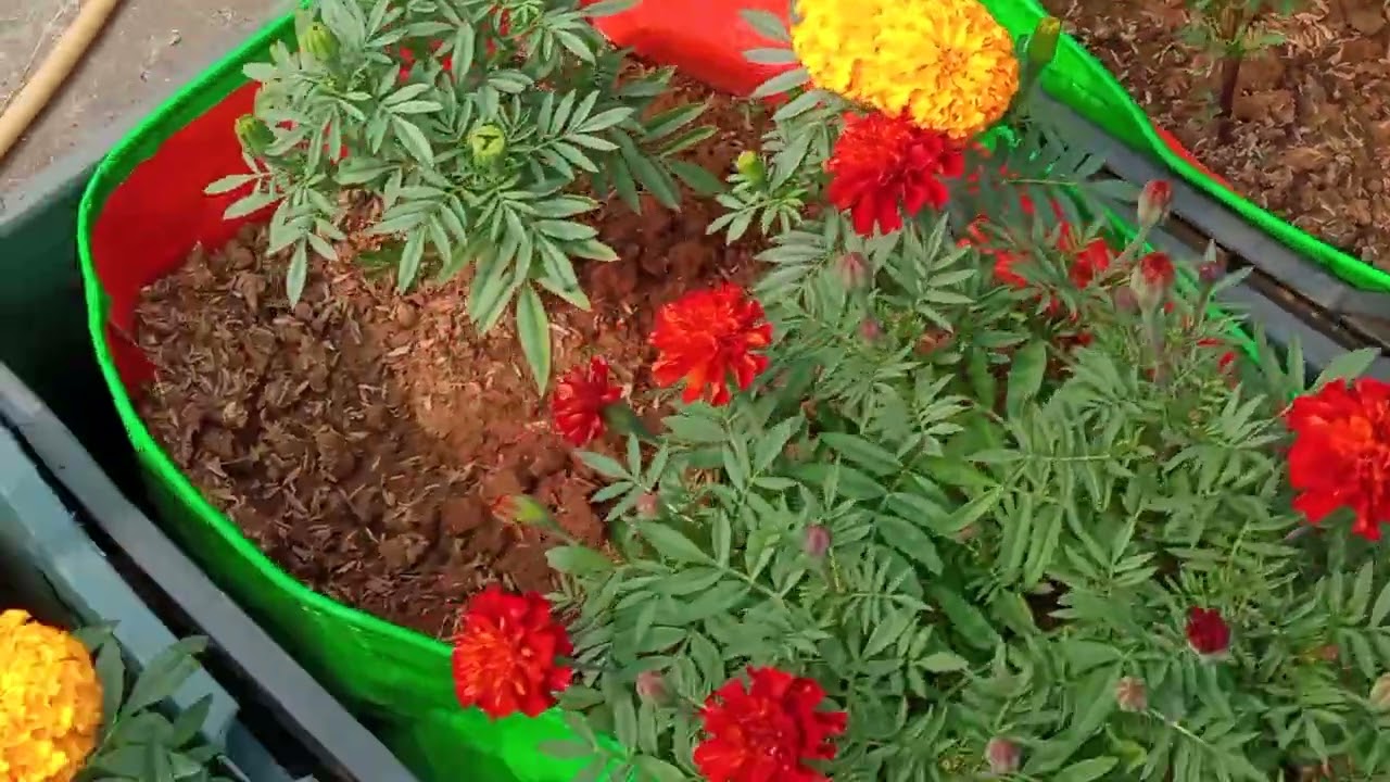 Marigold, petunia,gazania or dahlia 