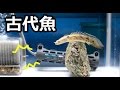 成長してきた古代魚!増えすぎたグッピーを餌に・・・