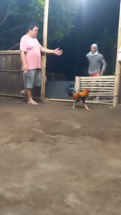 1X STAG WINNER FOR 3 COCK DERBY STRIKEBACK GF BATAAN