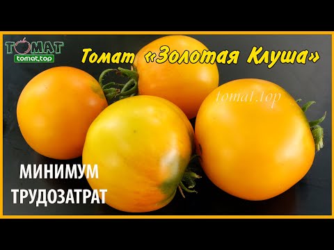 Video: Tomato Gina: karakteristike i opis sorte