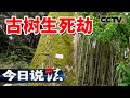 《今日说法》百年古树遭遇“毒手” 是谁在伤害“绿色文物”？20240601 | CCTV今日说法官方频道