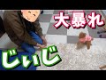 6ヶ月ぶりに方言バリバリじぃじに会って大興奮する犬がかわいいw【トイプードルのコロン】