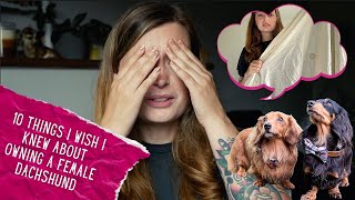 10 things I wish I knew about owning a Female Dachshund | Miniature Dachshunds UK