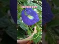 Aparajita plant #shorts #flowers #photography #nature #aparajita