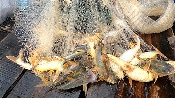 Vô Mánh ! Quăng Chài bắt hơn 10Kg Cá Úc | GĐCG #546