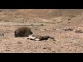 Flor Del Desierto Bluray Screenerspanish2010