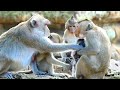 So worry mom Jane take baby Jody quickly from other monkey cuz Jane worry about kidnaper
