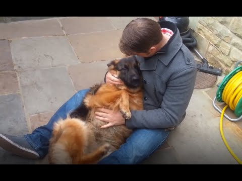 German Shepherd Cries Out In Happiness After Months Apart From Owner