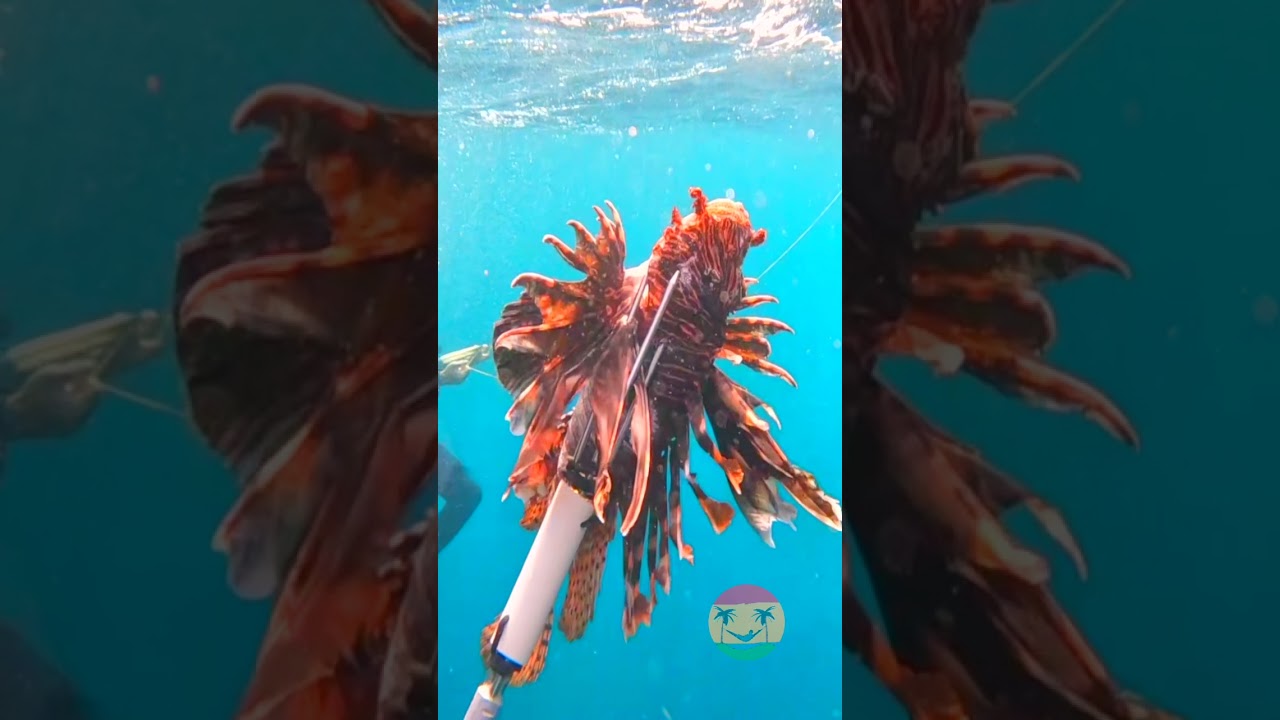 🤿 MONSTERS OF THE CARIBBEAN