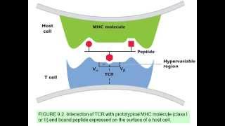 Unit 1 - Immunology Review