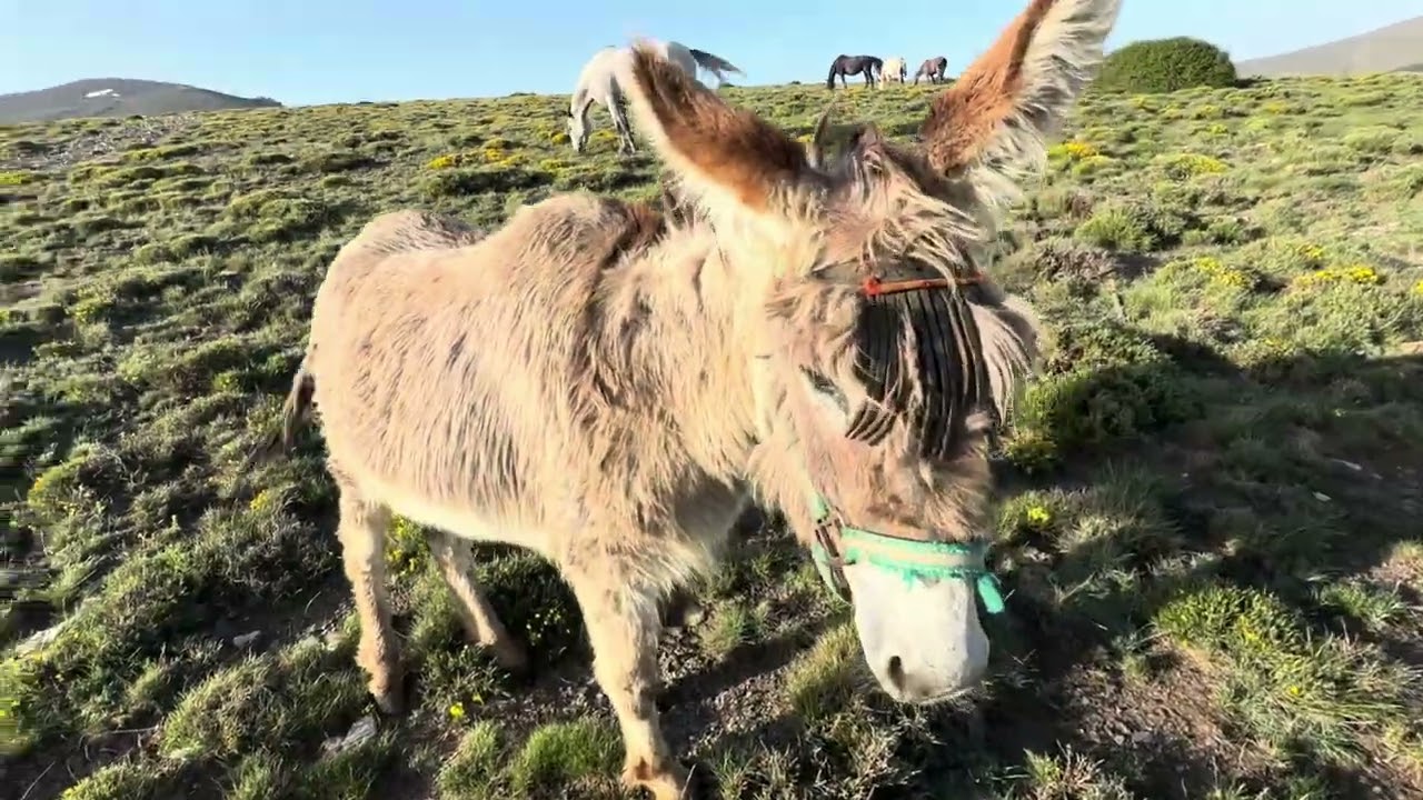 Asno (Equus africanus asinus)