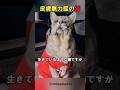 この猫がこの見た目の訳とは…
