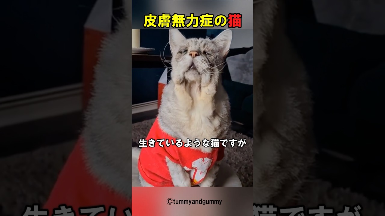 この猫がこの見た目の訳とは…