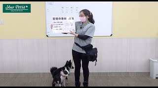 ワンポイントレッスン - 首輪とリードについて