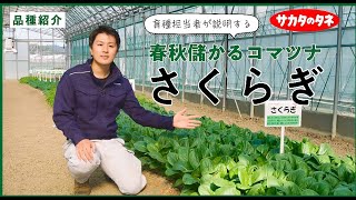 さくらぎ（早どり株張り小松菜）[小松菜]※2026年今期品切れ - e-種や