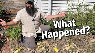 SAVE Cucumber SEEDS Now!