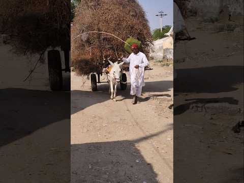 رجل من د هار ينقل الحطب على حماره عائد ا إلى الديار